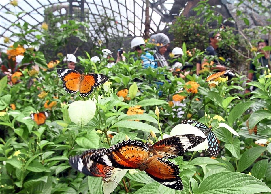 Entopia Penang Butterfly Farm MalaysiaTravel