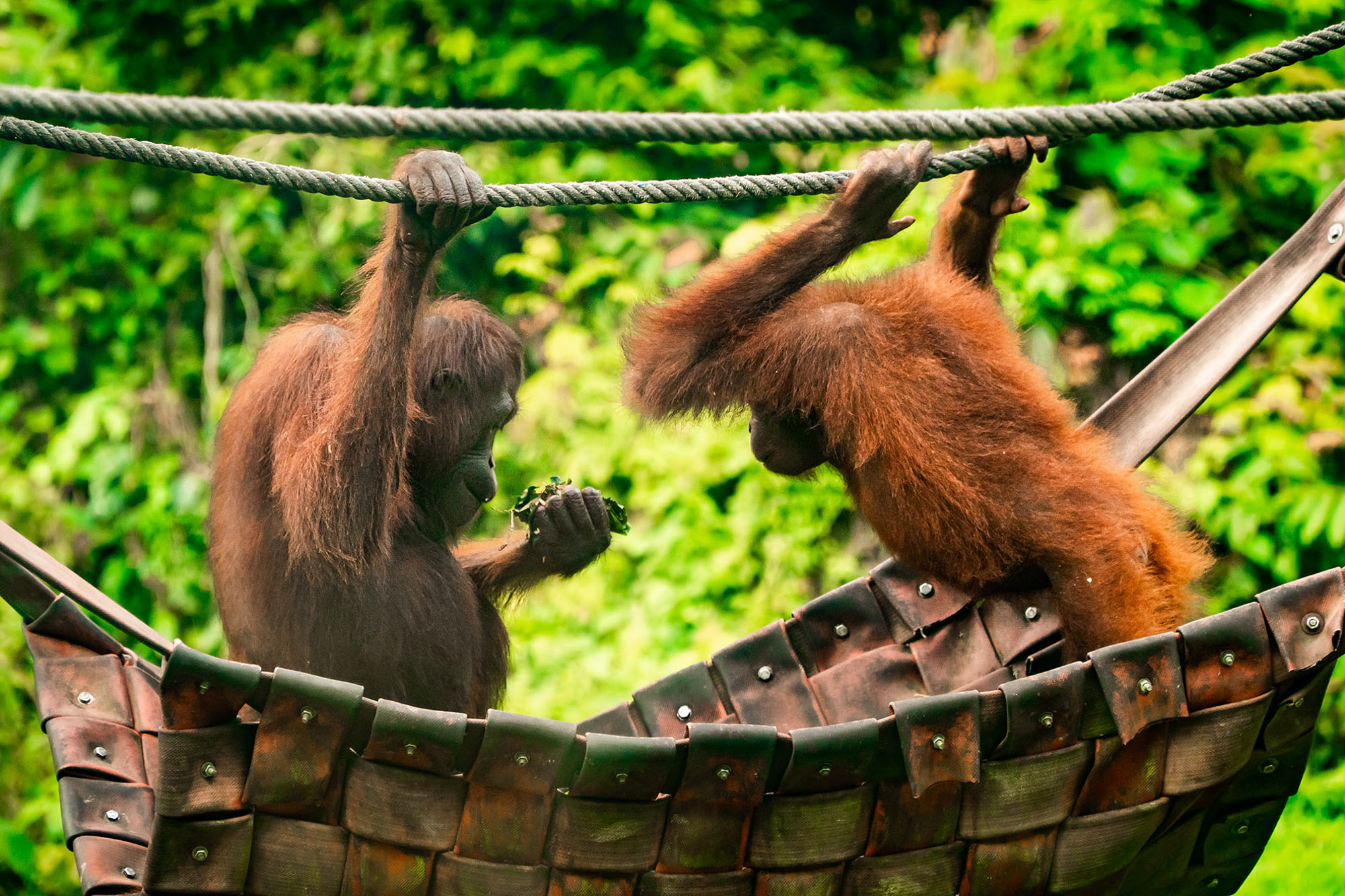 Borneo